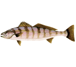 White Sea Bass Real