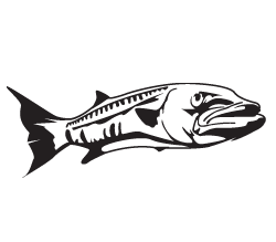 Barracuda