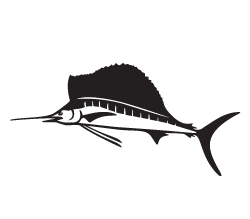 Sailfish