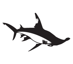 Hammerhead Shark