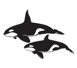 Killer Whales