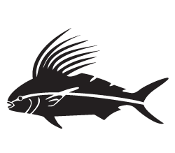 Roosterfish