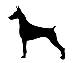 Doberman Solid Sticker